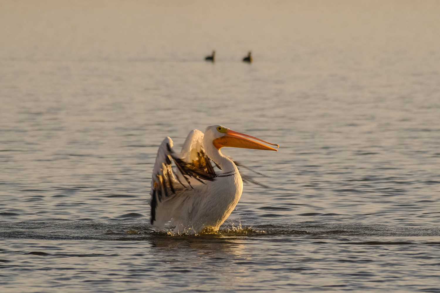 An American white pelican