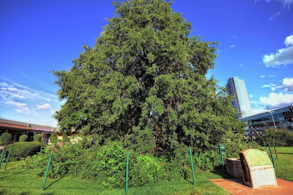 The Treaty Oak in Austin, Texas, one of the oldest trees in the Lone Star State's capital city. (Mark Stevens / 500px/Getty Images/500px Unreleased)