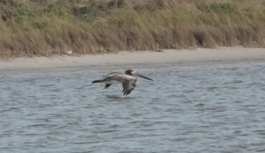 Injured birds released back into the wild after recent hailstorm