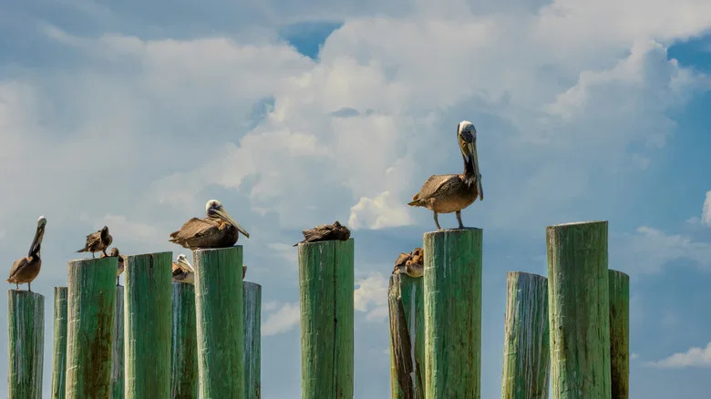 Flock of brown pelicans roost on wooden posts of a dock on the Texas City Dike in Texas City, Texas, USA