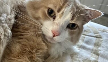 Plano Woman Reunites With Senior Cat After 103 Days Missing - Local Profile