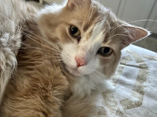 Plano Woman Reunites With Senior Cat After 103 Days Missing - Local Profile