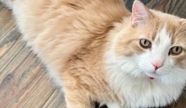 Missing cat found after over three months through Petco Love technology