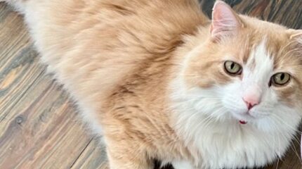 Missing cat found after over three months through Petco Love technology