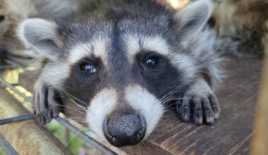 After Months Of Uncertainty, North Texas Wildlife Center Finds A New Home In Plano - Local Profile