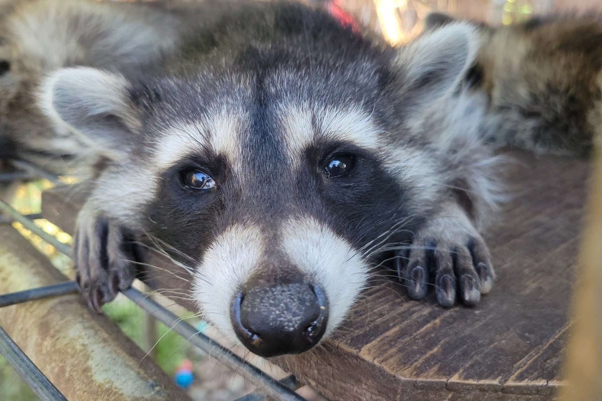 After Months Of Uncertainty, North Texas Wildlife Center Finds A New Home In Plano - Local Profile