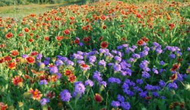 Plano Parks To Get Even More Beautiful - Local Profile