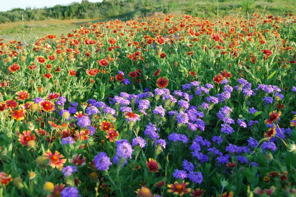 Plano Parks To Get Even More Beautiful - Local Profile