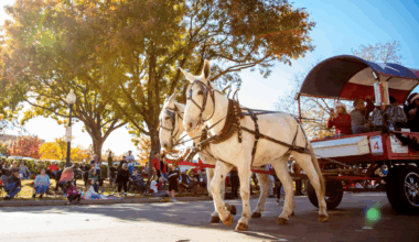 Decades Of Holiday Cheer: One Of Plano’s Oldest Traditions Returns - Local Profile