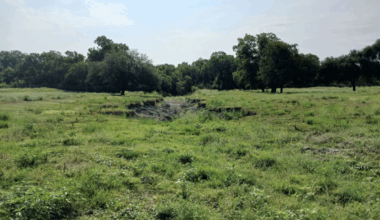 What Happened To Los Rios Park? Residents Want Answers - Local Profile