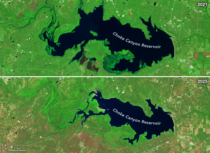 False-color satellite images show Choke Canyon Reservoir in October 2021 (top) and October 2025 (bottom). The irregularly shaped, dark blue waterbody covers much less area in the later image, and more of the surrounding land appears brown instead of bright green.