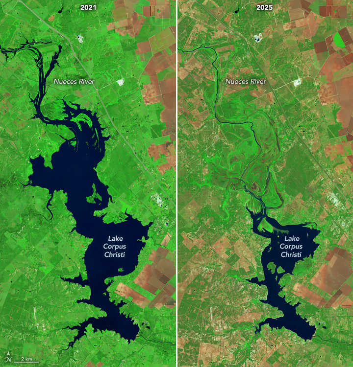 False-color satellite images show Lake Corpus Christi in October 2021 (left) and October 2025 (right). The irregularly shaped, dark blue waterbody covers much less area in the later image, and more of the surrounding land appears brown instead of bright green.