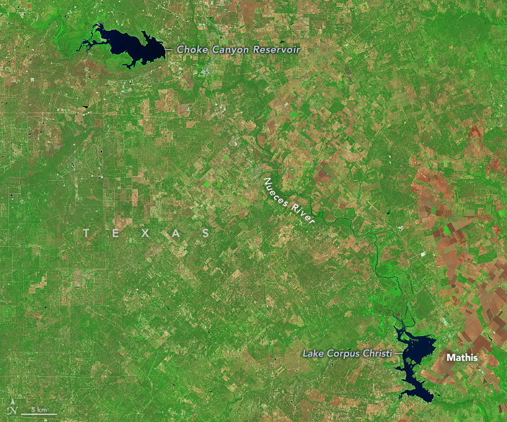 A false-color satellite image from October 2025 shows Choke Canyon Reservoir and Lake Corpus Christi in Texas as irregularly shaped, dark blue waterbodies in the upper left and lower right, respectively. They are much smaller than in the October 2021 image. More of the surrounding land appears brown than in the older image.