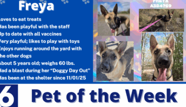 Pet of the Week: Freya