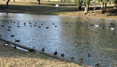 Weekend rain brings West Guth Park's Pond back to life