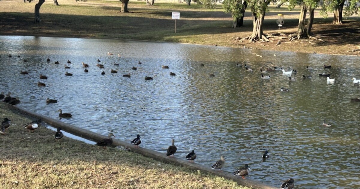 Weekend rain brings West Guth Park's Pond back to life