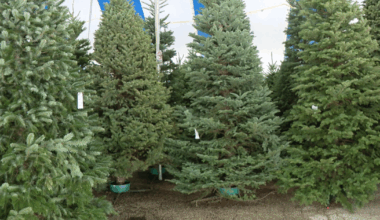 Christmas tree buying tips for the holidays