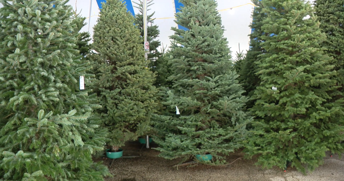Christmas tree buying tips for the holidays