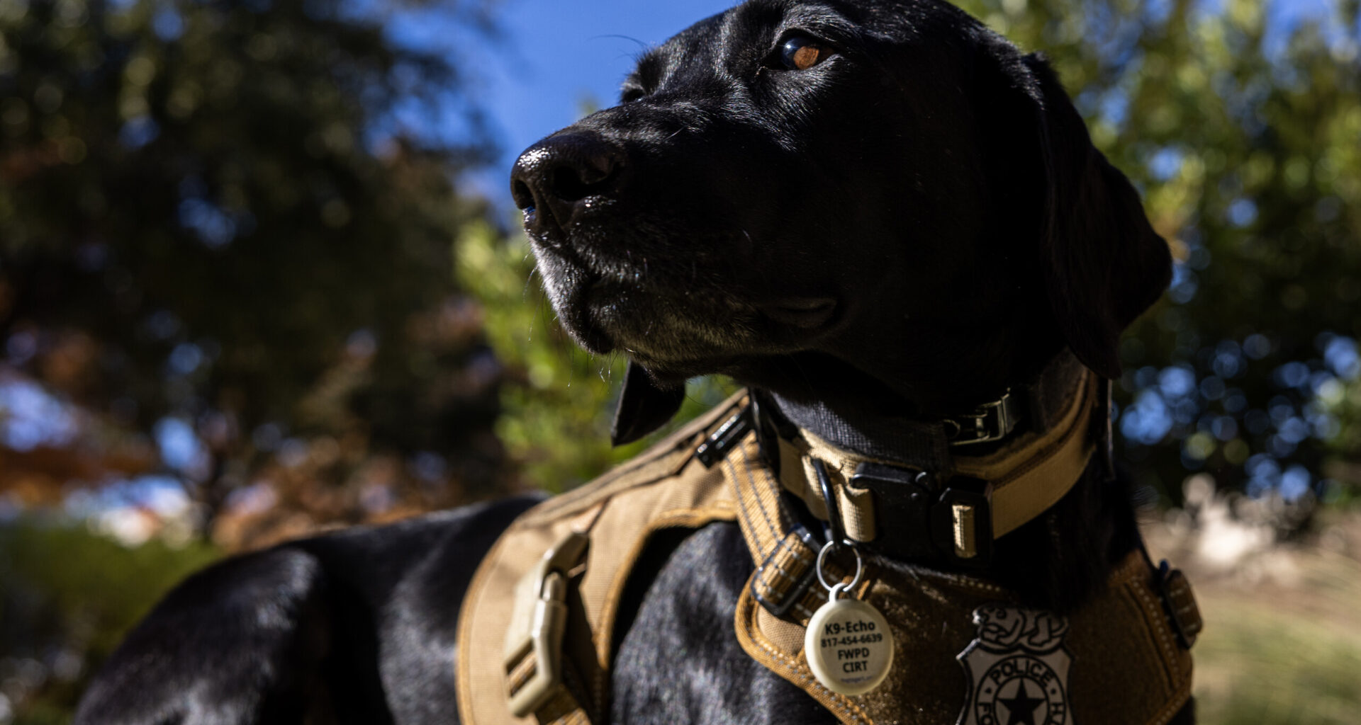 Police pup Echo offers sniffs, hugs to support Fort Worth officers’ mental health