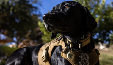 Police pup Echo offers sniffs, hugs to support Fort Worth officers’ mental health