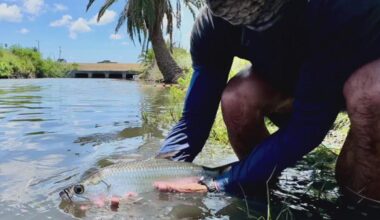 From coastal legend to conservation concern: HRI scientists studying local tarpon population