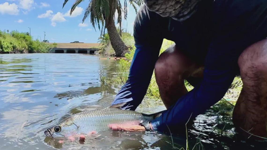 From coastal legend to conservation concern: HRI scientists studying local tarpon population