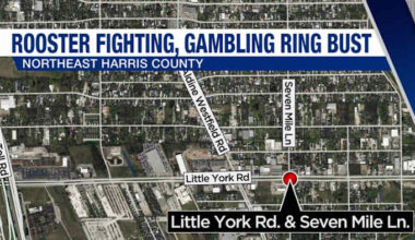 Several dead roosters found during illegal rooster-fighting, gambling ring bust