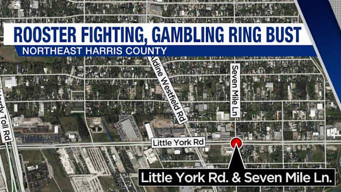 Several dead roosters found during illegal rooster-fighting, gambling ring bust