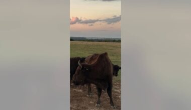 Beheaded bison found in North Texas, sheriff searching for suspects
