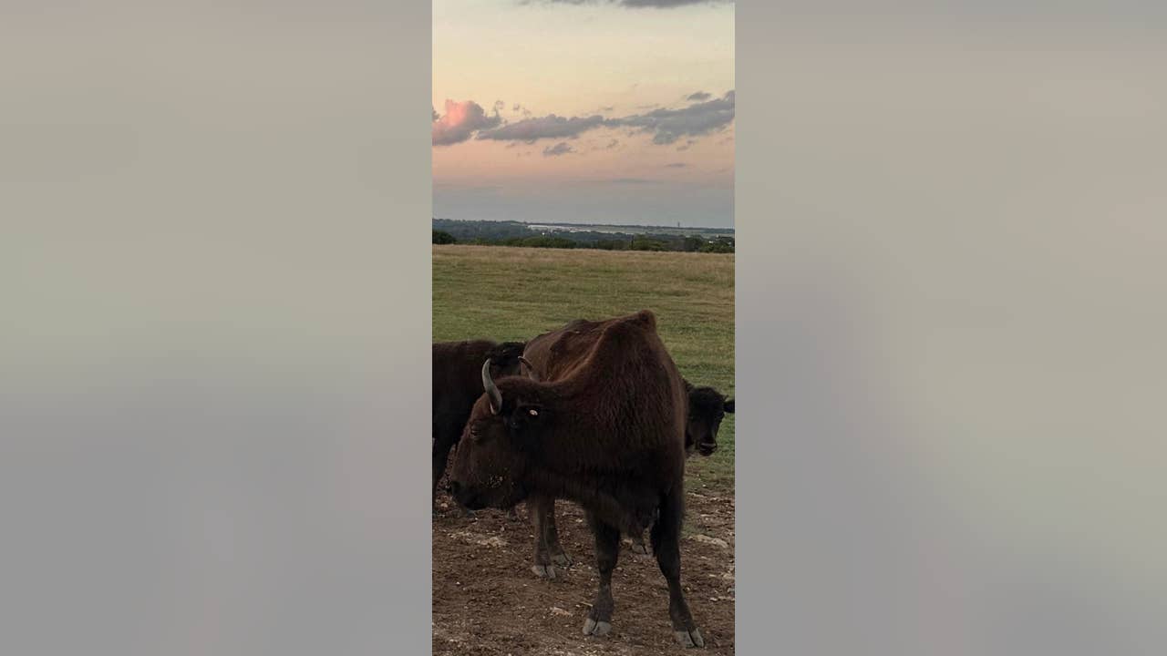 Beheaded bison found in North Texas, sheriff searching for suspects