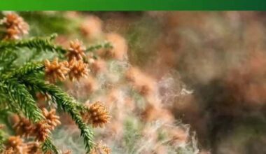 Mountain Cedar season has begun for San Antonio