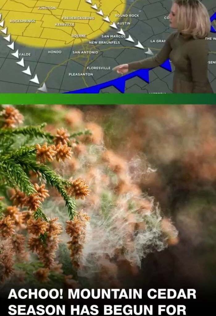 Mountain Cedar season has begun for San Antonio