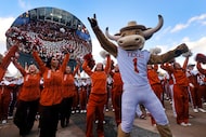 Hook’em, the Texas Longhorns mascot, dance with Spirit Squad and University of Texas...