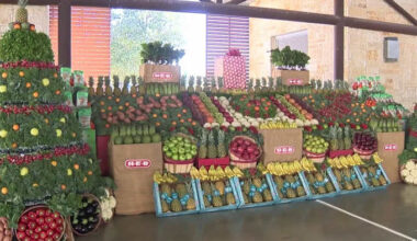 Harvey E. Najim partners with SA Food Bank for 3 mega food distributions this month