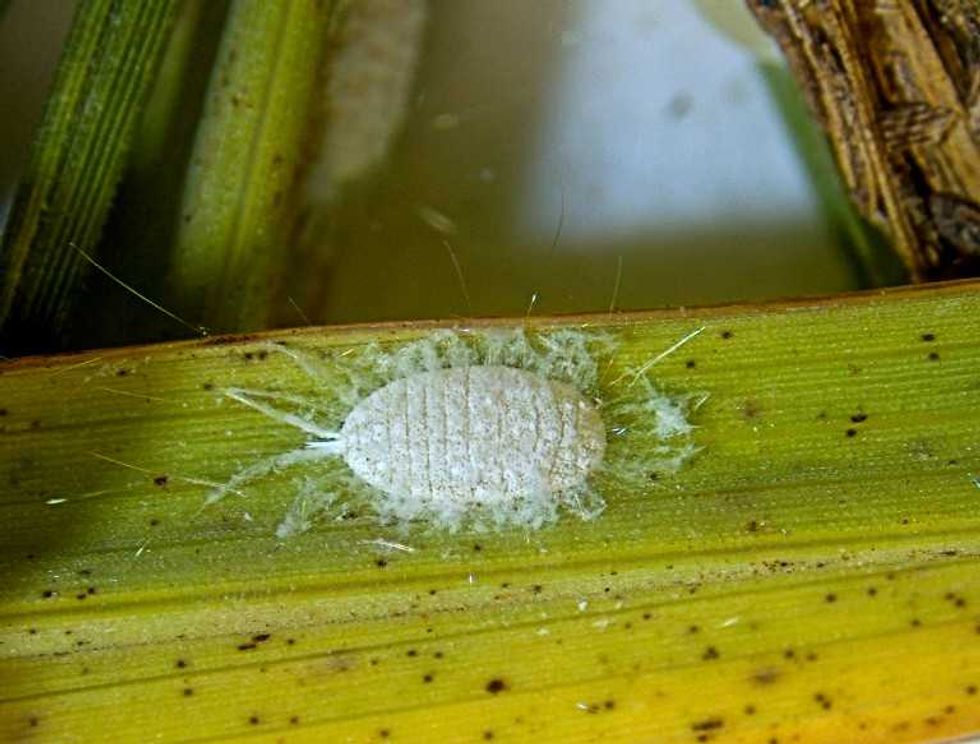 Mealybug