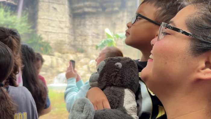 San Antonio Zoo gorilla habitat grand opening has families going bananas