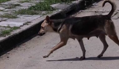 Bite cases and dangerous dog affidavits are up in San Antonio. Why does ACS see a silver lining?