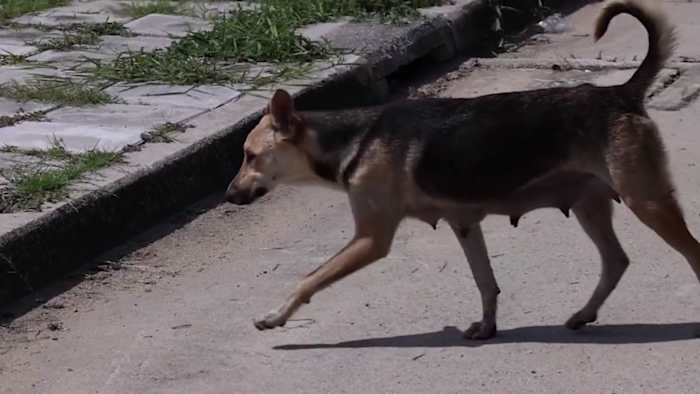 Bite cases and dangerous dog affidavits are up in San Antonio. Why does ACS see a silver lining?