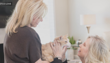 Petco Love Lost AI technology reunites Plano pet owner, cat after more than 100 days