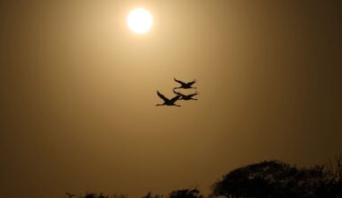 Along the Texas Coast, a new sanctuary aims to protect the endangered and rare whooping crane