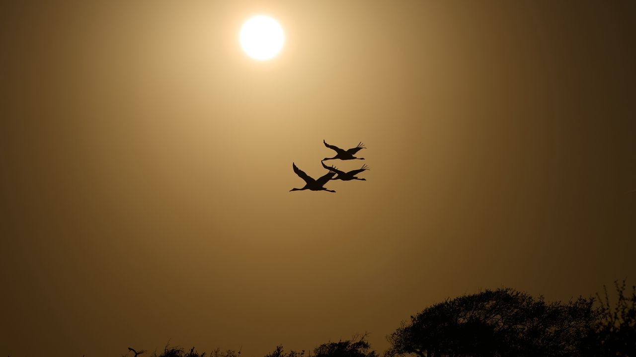 Along the Texas Coast, a new sanctuary aims to protect the endangered and rare whooping crane