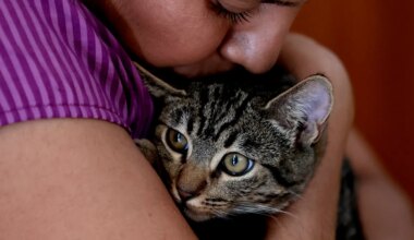 AI tracking technology helps find missing cat Grayson in heartwarming story