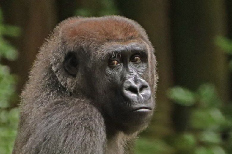 Andi, pictured above, is one of the three western lowland gorillas that will be housed at the San Antonio Zoo's Congo Falls exhibit.