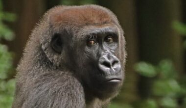 Donation will allow low-income San Antonio students to see Congo Falls exhibit