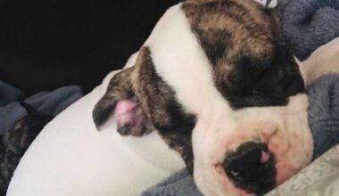 Inside an ACS investigation from the pet owner’s point of view