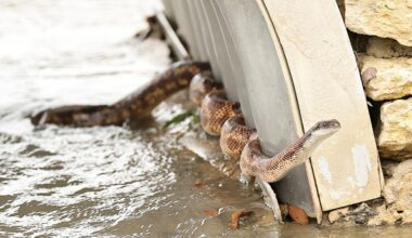 6 Texas rivers where you are most likely to encounter snakes
