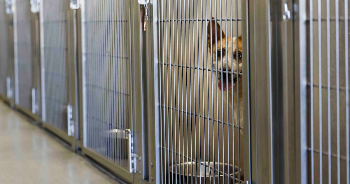 Texas Humane Legislation Network has pushed to improve animal welfare laws for 50 years