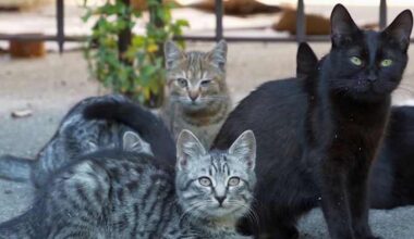 How to protect your pets during cold weather in South Texas