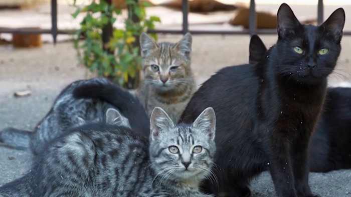 How to protect your pets during cold weather in South Texas