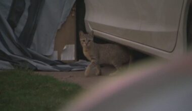 Family searching for solutions after feral cats swarm Atascocita South neighborhood